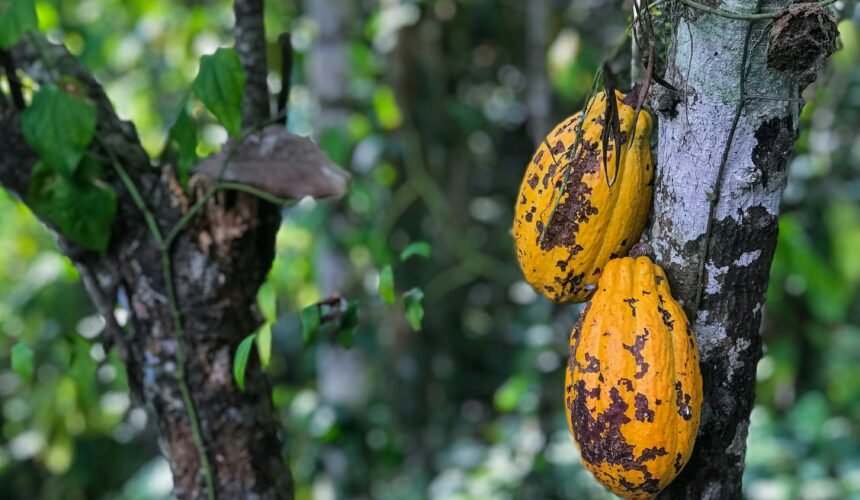 Cultivo de cacau ganha espaço em MT